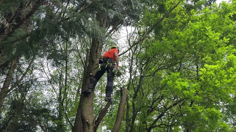 How Our Tree Care Process Works  in  New Square, NY